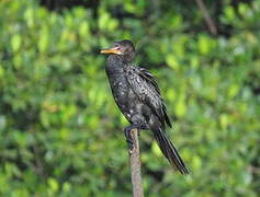 Reed Cormorant