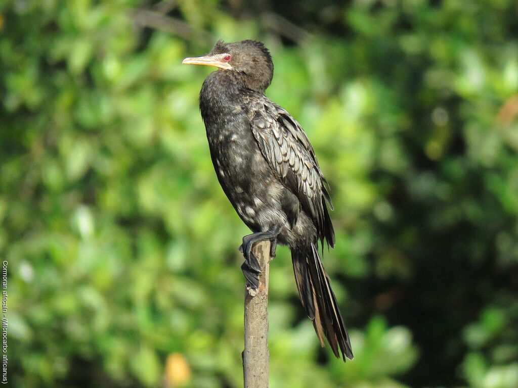 Reed Cormorant