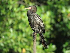 Reed Cormorant