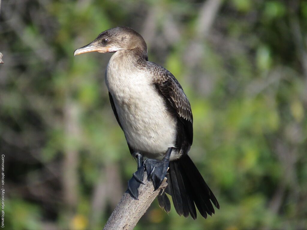 Cormoran africainjuvénile