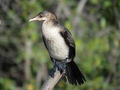 Reed Cormorant