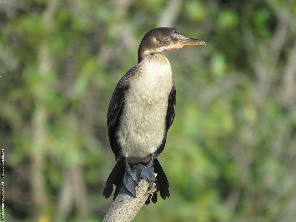 Cormoran africainjuvénile