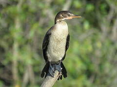 Reed Cormorant