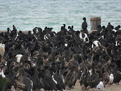 Otago Shag