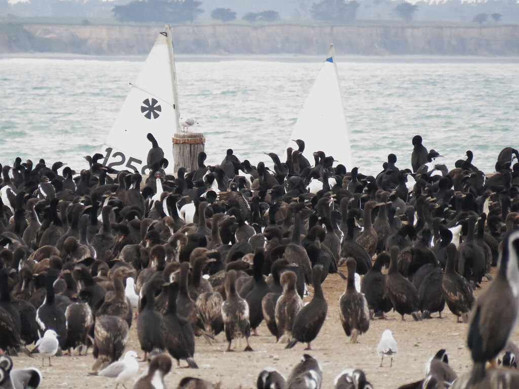 Otago Shag