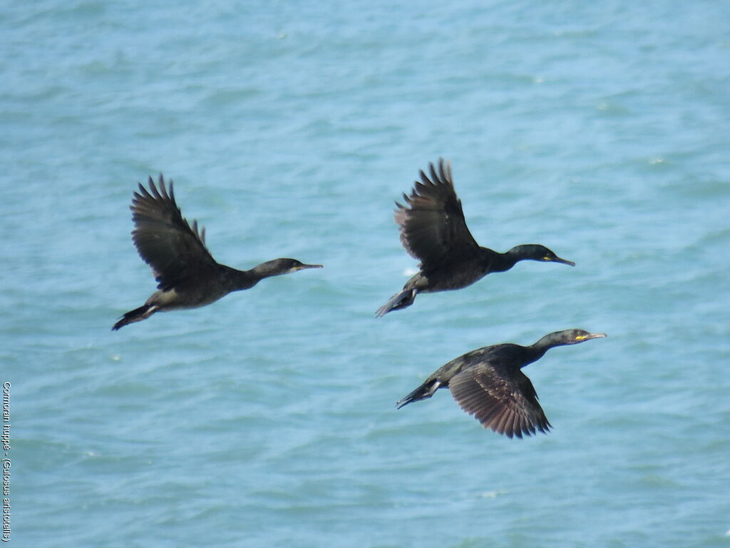 European Shag