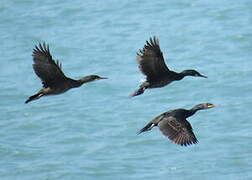 European Shag