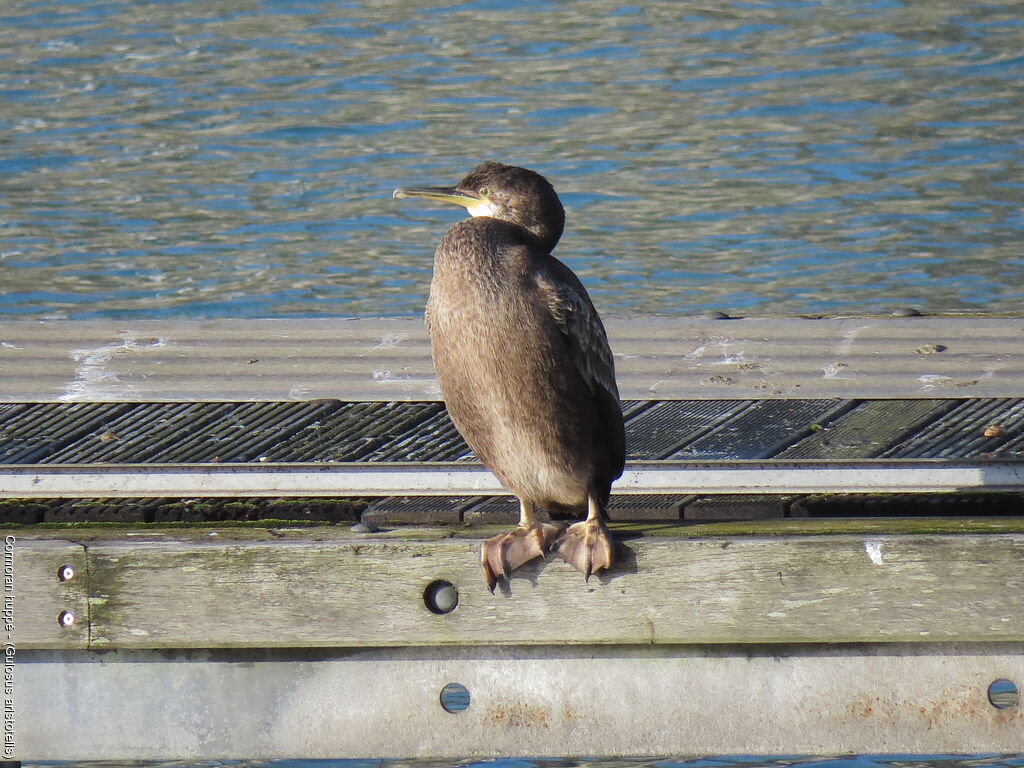 European Shag