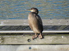 European Shag