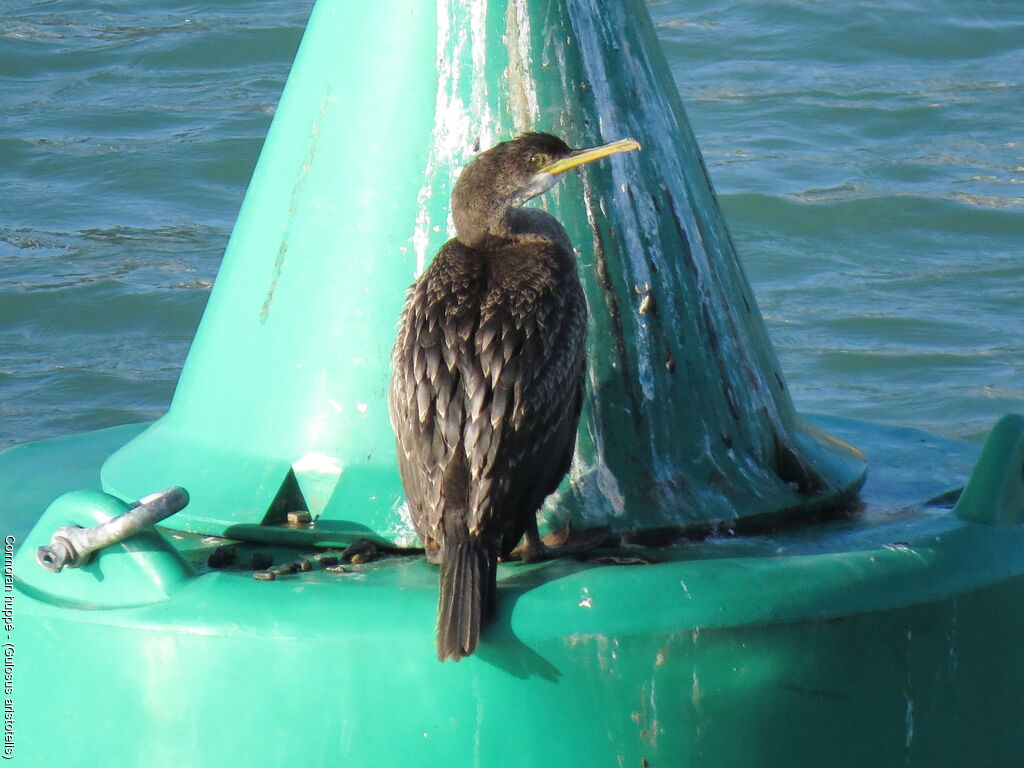 European Shag