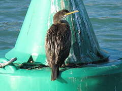 European Shag