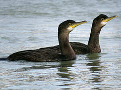 European Shag