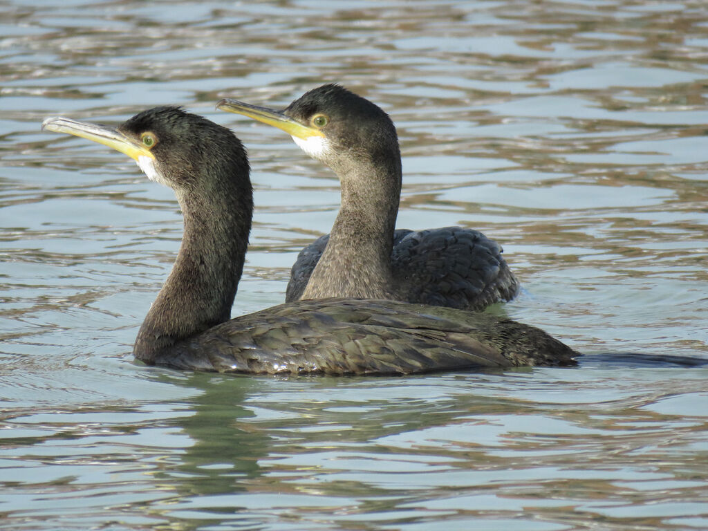 European Shag