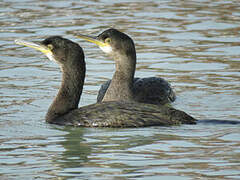 European Shag