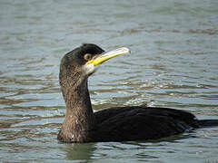 European Shag