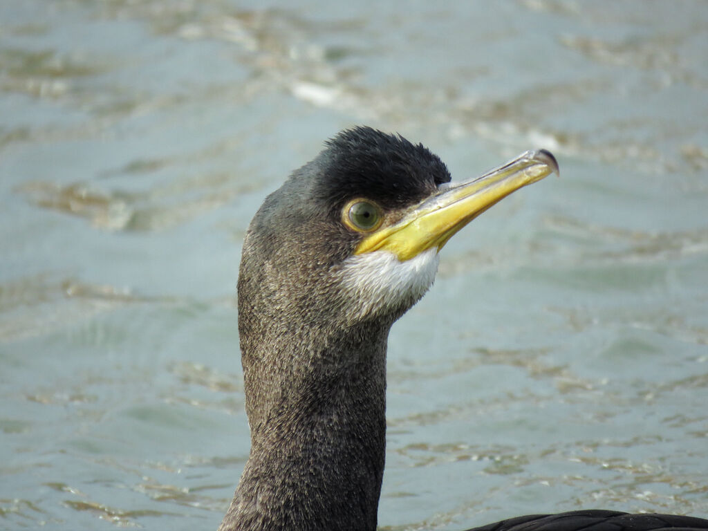 European Shag, close-up portrait