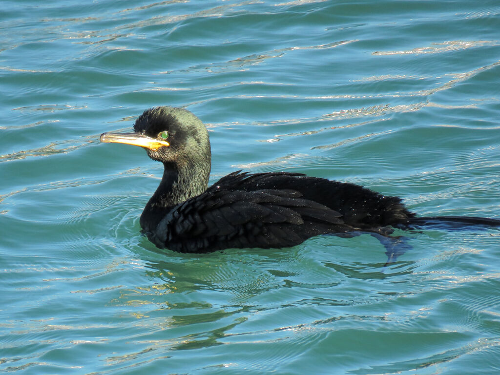 European Shag