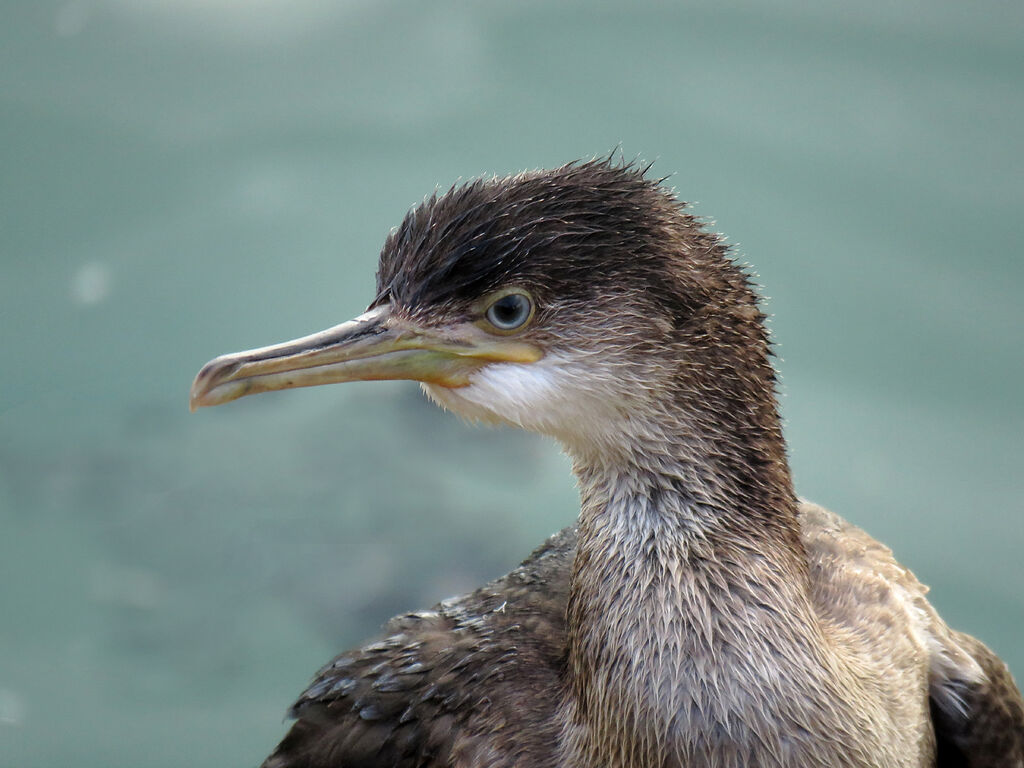 European Shag