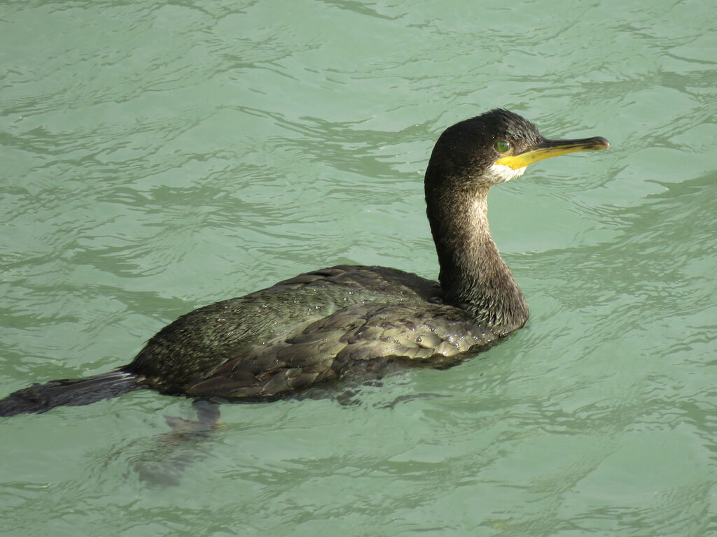 European Shag