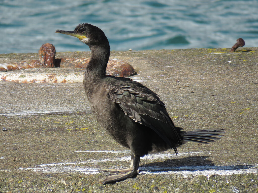 European Shag