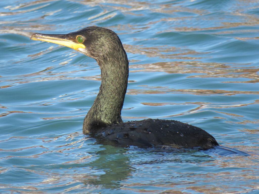 European Shag