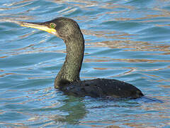 European Shag