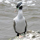 Cormoran moucheté