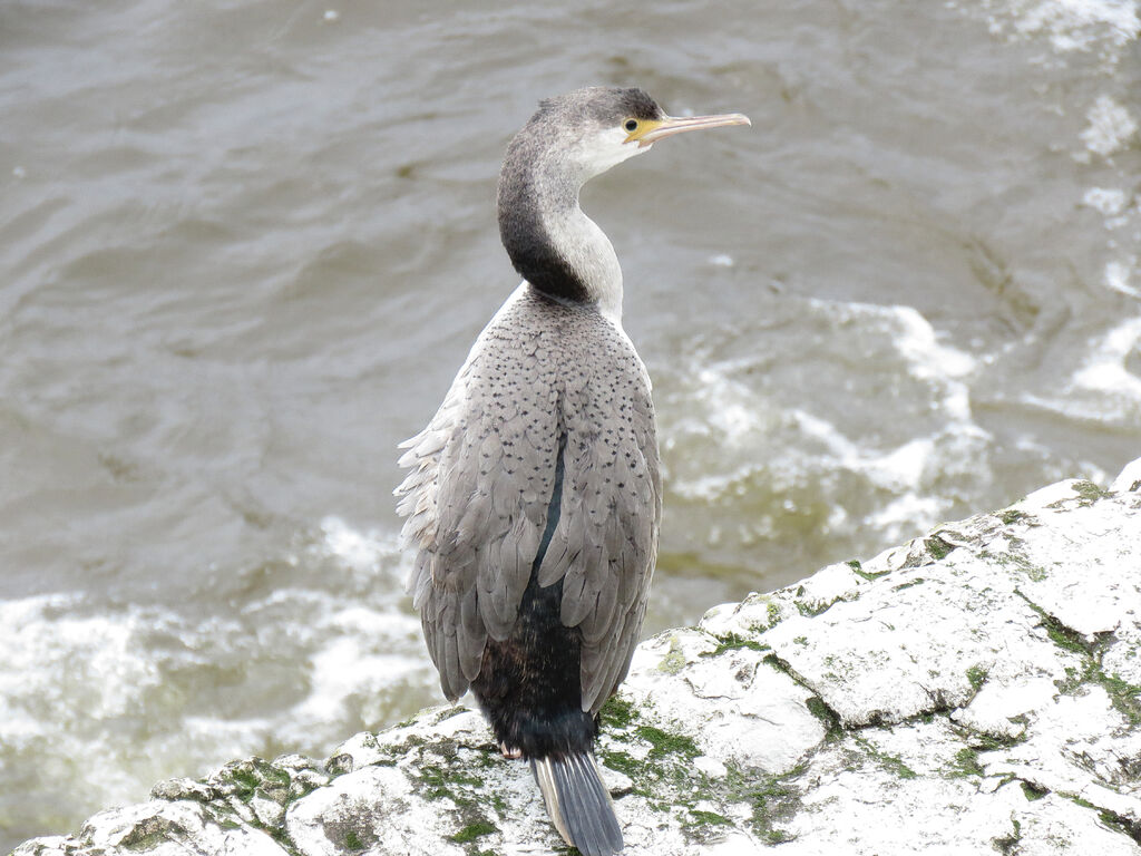 Cormoran mouchetéimmature