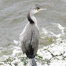 Cormoran moucheté