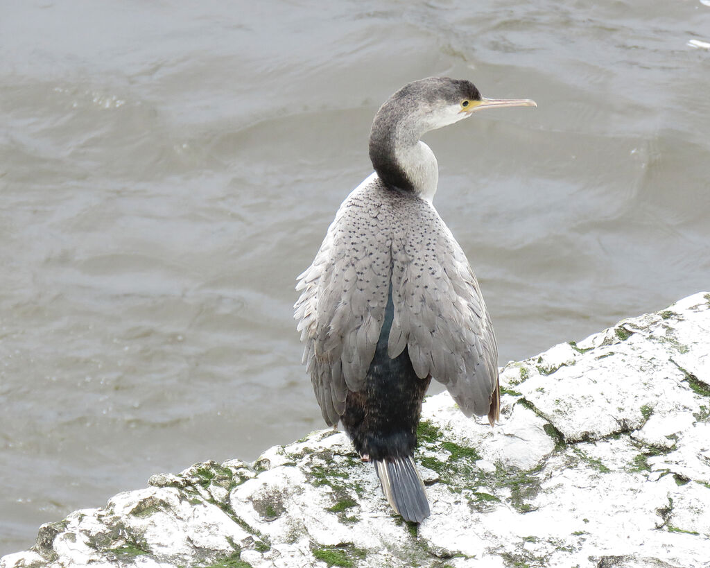 Cormoran mouchetéimmature