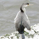 Cormoran moucheté