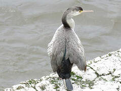 Spotted Shag