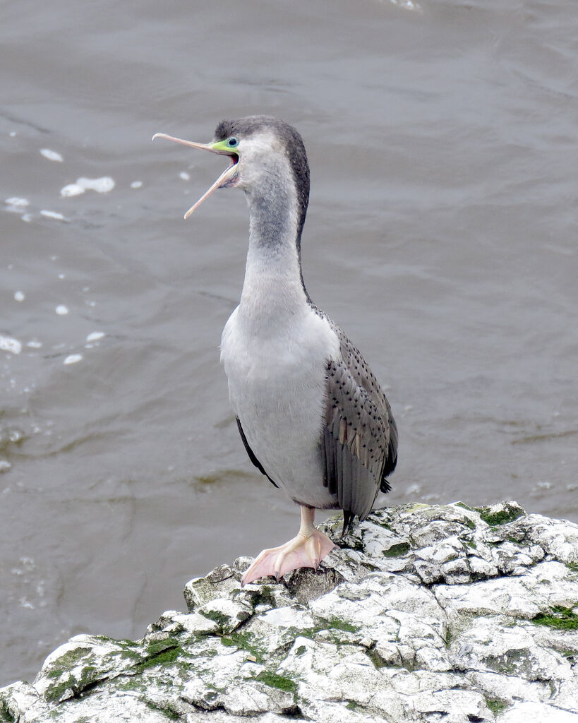 Spotted Shag