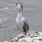 Cormoran moucheté