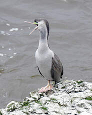 Cormoran moucheté