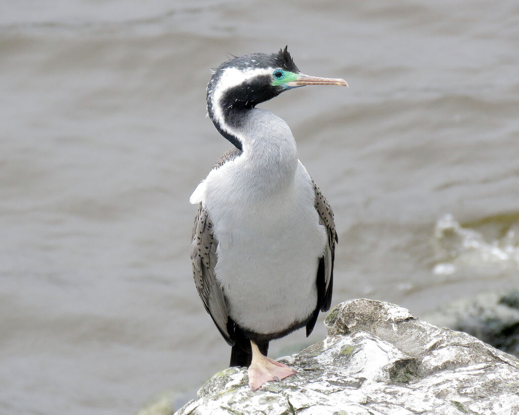 Cormoran moucheté