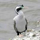 Cormoran moucheté