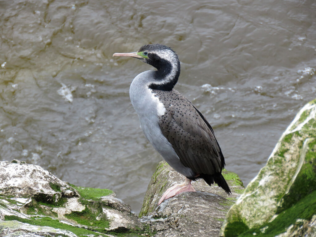 Spotted Shag