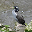 Cormoran moucheté