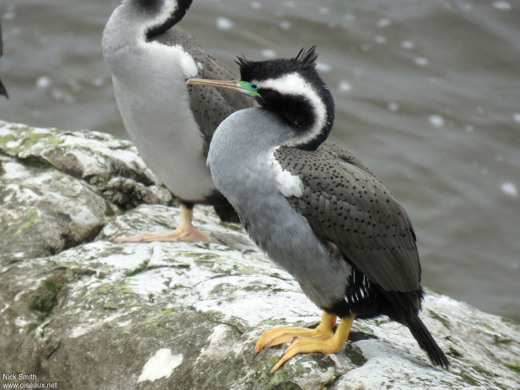 Cormoran mouchetéadulte nuptial, identification