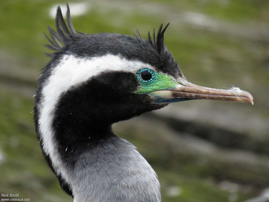 Cormoran mouchetéadulte nuptial, portrait