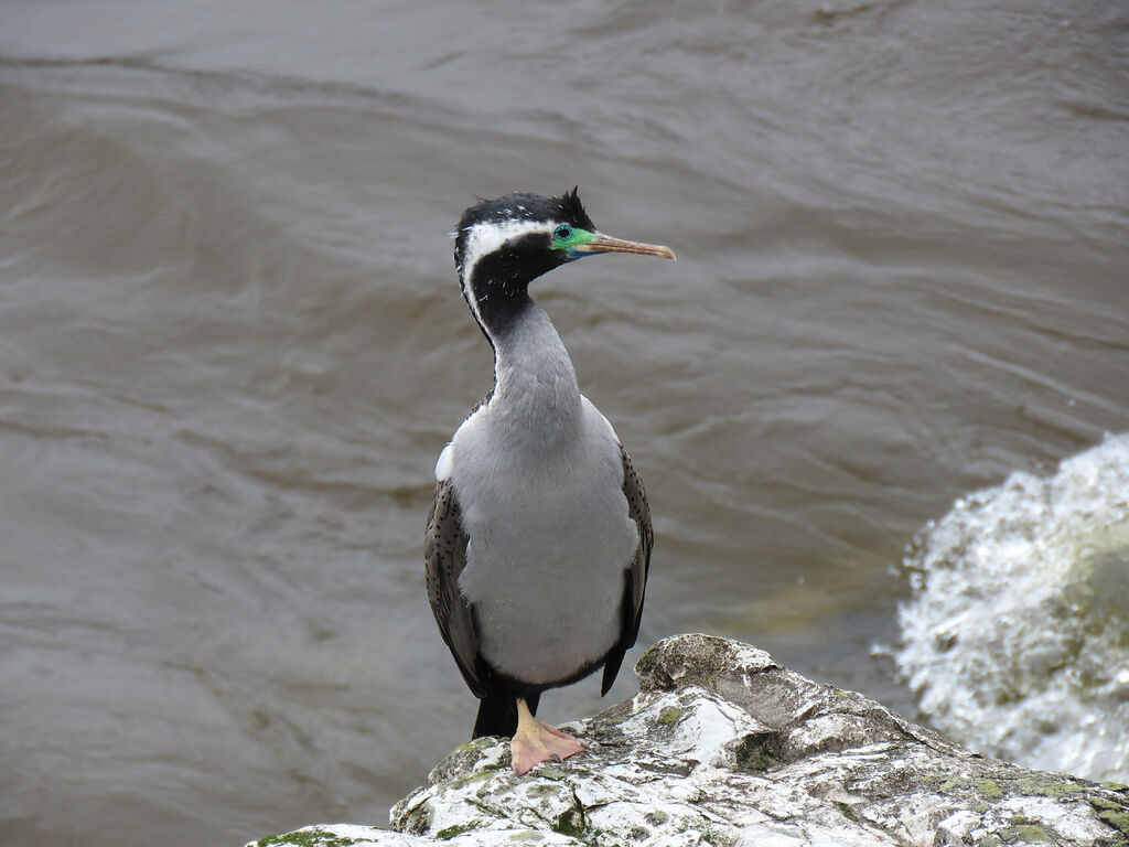 Spotted Shag