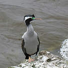 Cormoran moucheté