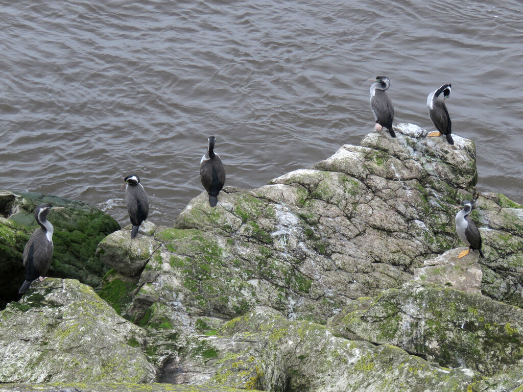 Spotted Shag