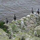 Cormoran moucheté