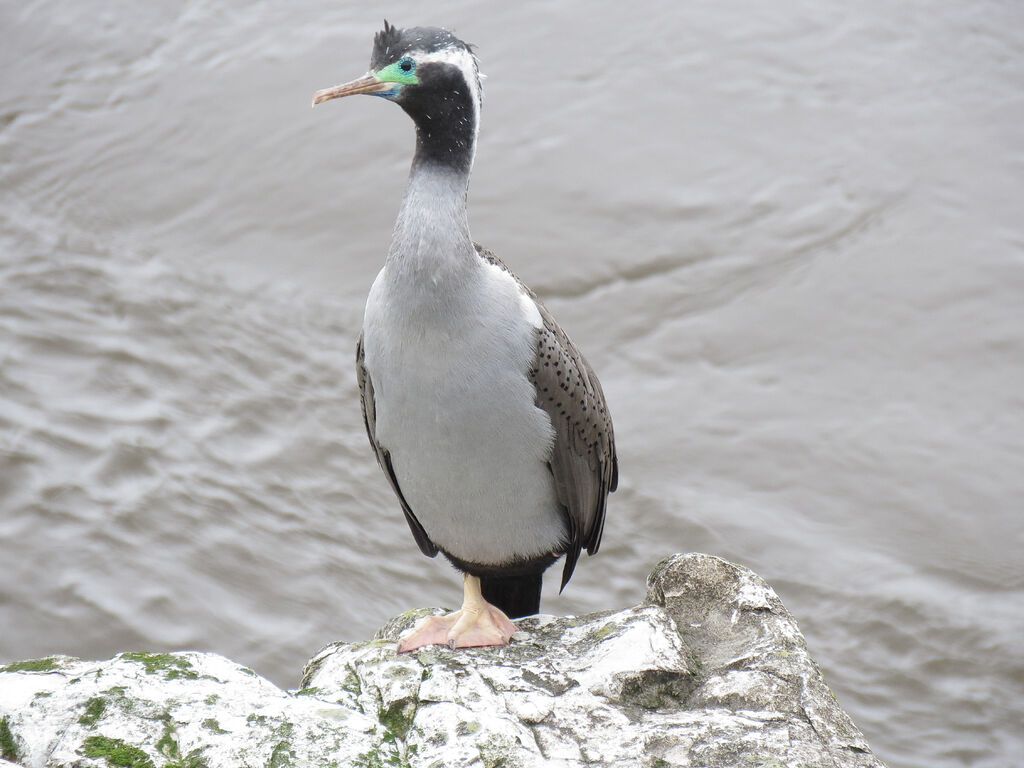 Cormoran moucheté