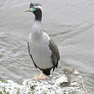 Cormoran moucheté