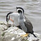 Cormoran moucheté