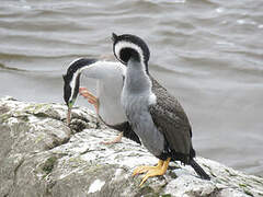 Cormoran moucheté