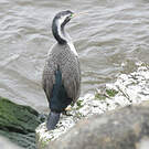 Cormoran moucheté